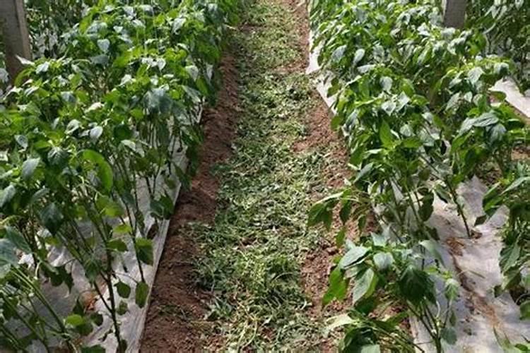 芸苔素内酯那种规格用于玉米好？