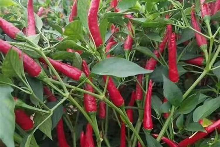 种辣椒需要什么肥料