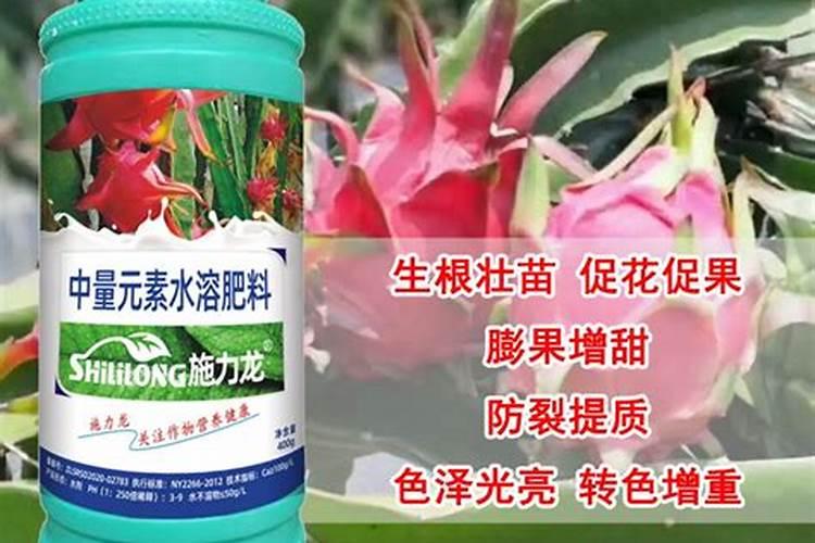 有哪些给黄皮果催熟的技巧分享？