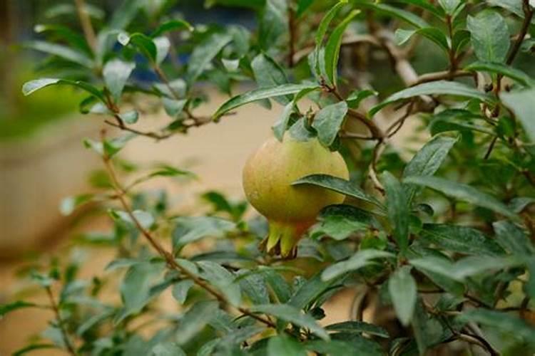 芹菜缺乏微量元素会怎么样？