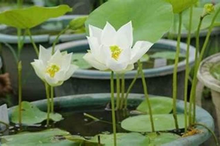 硼肥硼肥使用存在的误区