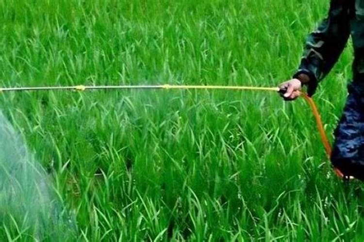 水稻田稻飞虱有哪些药