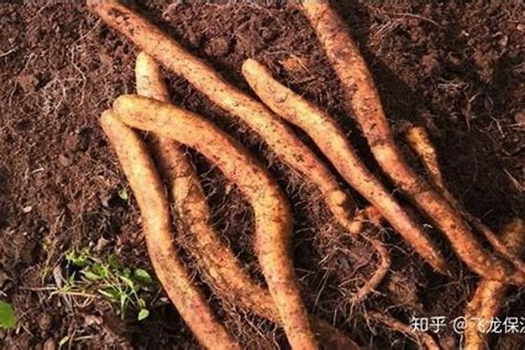 玉米喷施磷酸二氢钾最佳时间