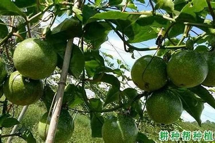 百香果施什么肥料最好