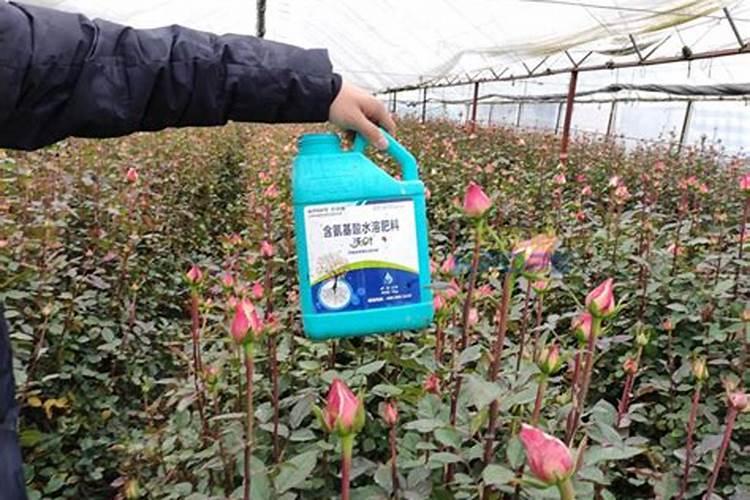 宝可梦大探险小海狮进化食谱一览