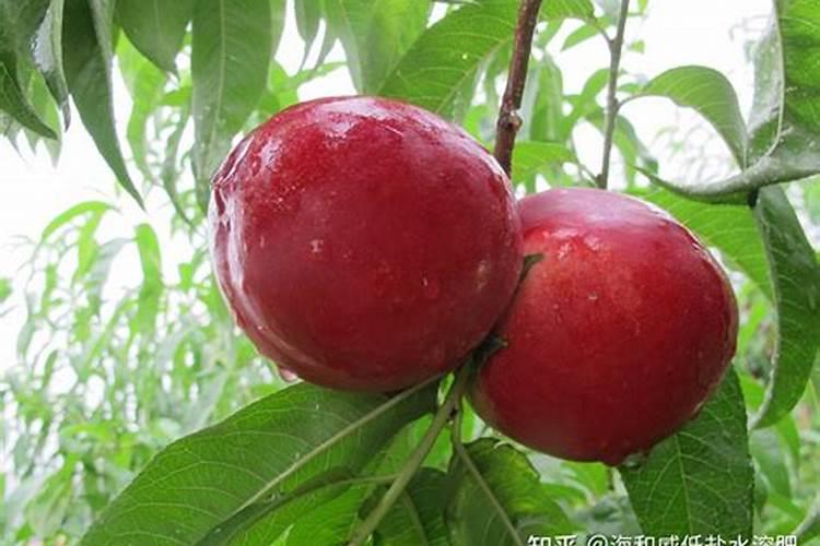 大棚种植芹菜上什么肥料最好？