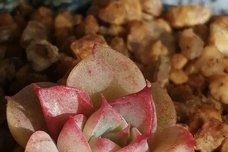 让多肉叶片肥厚施什么肥？