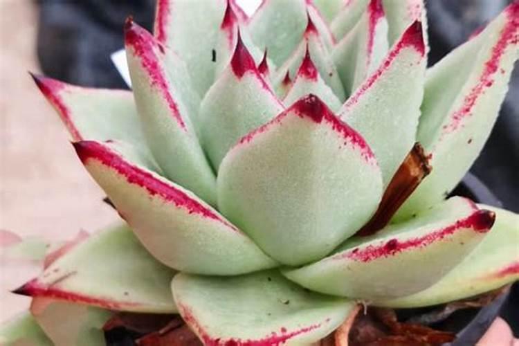 让多肉叶片肥厚施什么肥？