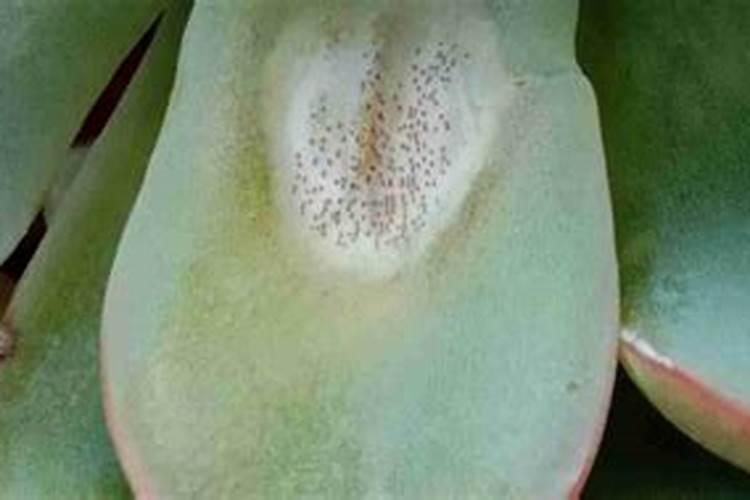 多肉怎么把叶片养的肥厚些