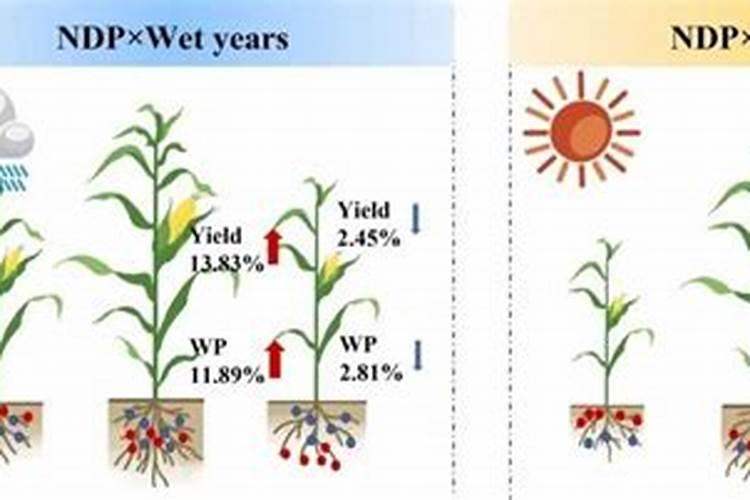 含氮量最低的铵态氮肥及其化学式