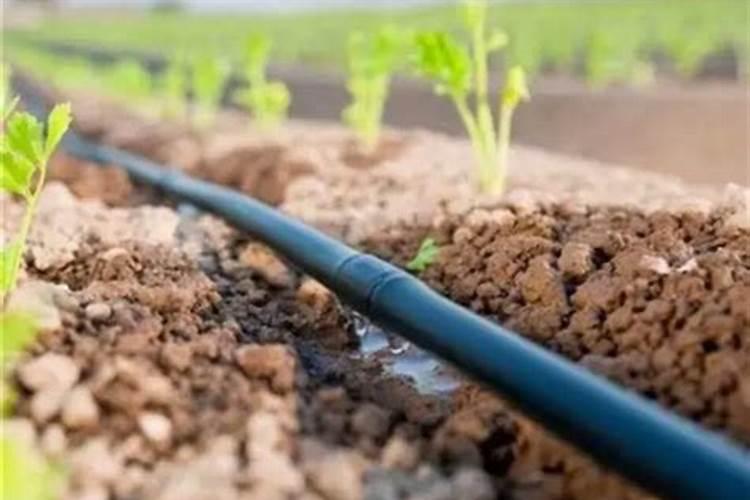 用了磷酸二氢钾叶面肥后第二天可以页面用水浇花吗？