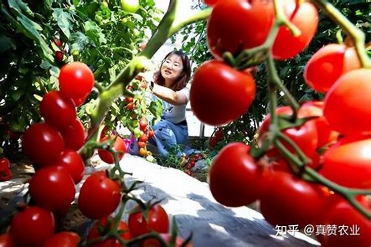 西红柿叶面喷施磷酸二氢钾浓度是多少