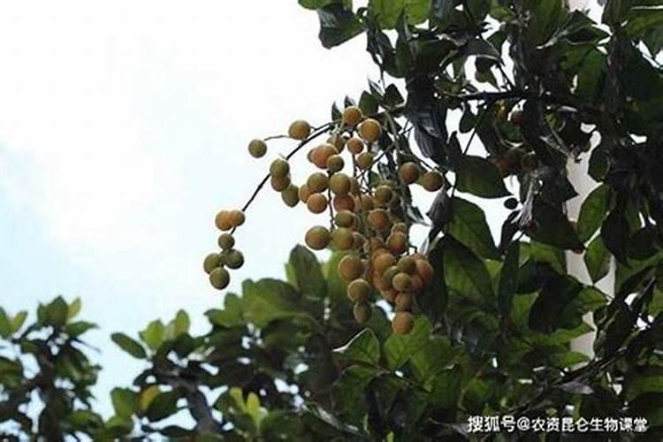 黄皮树怎么栽培