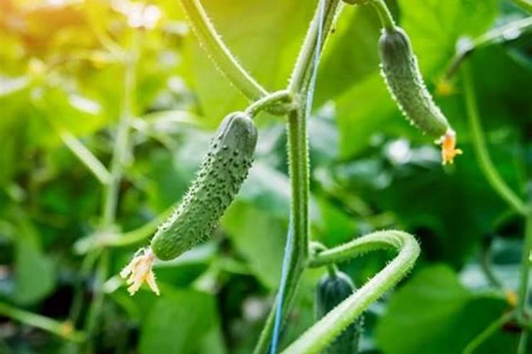 黄瓜种植用什么肥料提升品质？黄瓜什么时候追肥效果好？