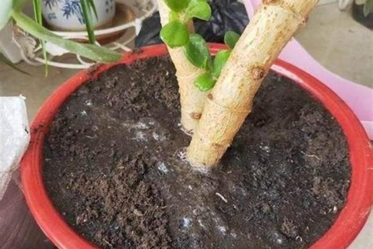 青宝山花浇水能浇透吗？