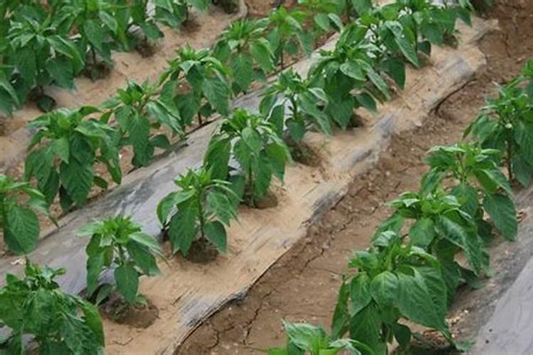 甘肃省张掖市山丹县人口多吗