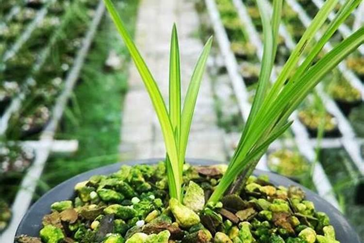 历史上最好的中后卫是谁？