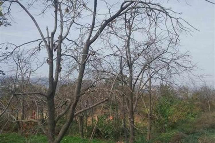 柿子树的冬季施肥方法 柿子树的冬季施肥方法是什么