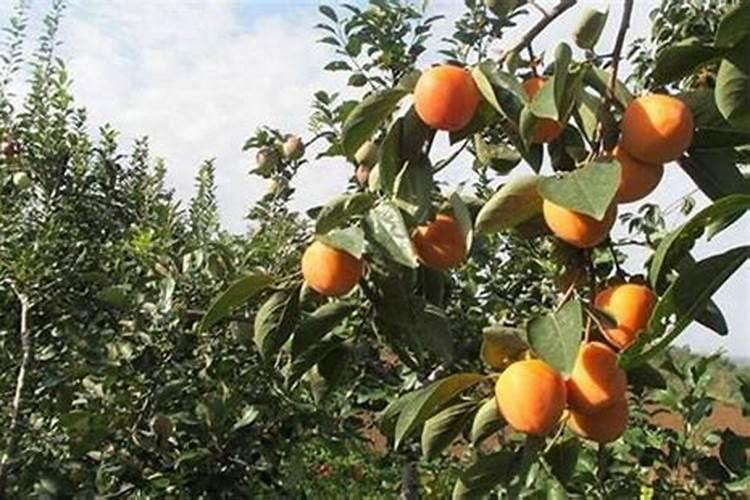 柿子树的冬季施肥方法柿子树的冬季施肥方法是什么