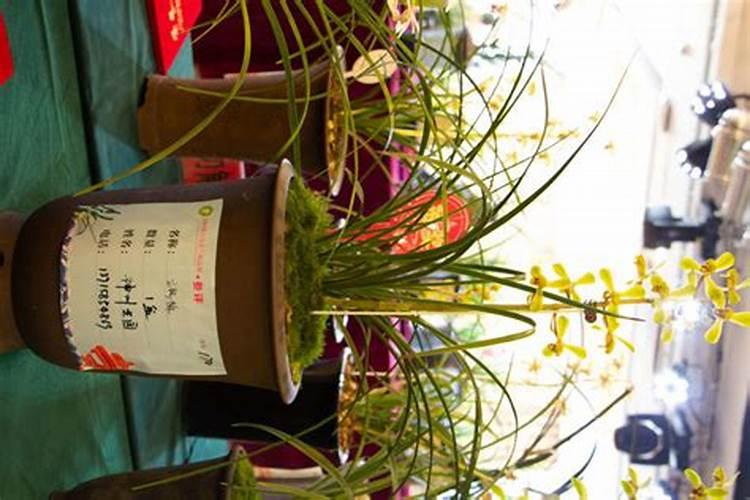 兰花营养土可以种多肉植物吗？