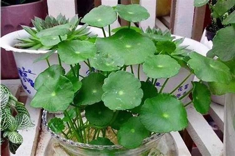 鱼缸暴绿藻用普通30w灯怎么样呢？