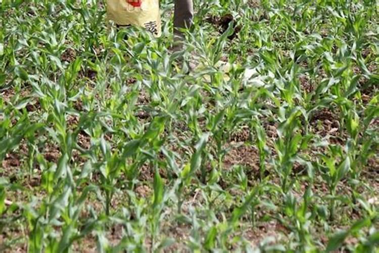 玉米追肥用尿素好还是复合肥？怎样施肥产量高？
