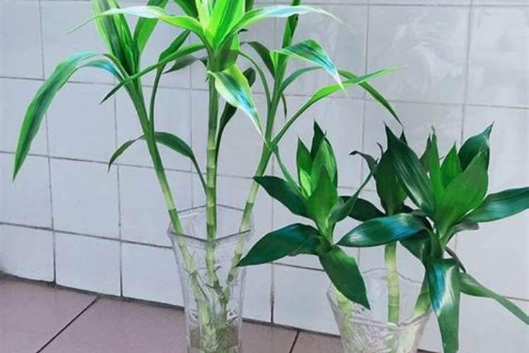 富贵竹要加什么肥料才不会叶子发黄？