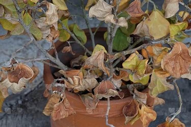 枯萎的叶子可以放花盆中吗