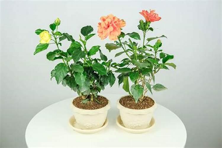 扶桑花期养护方法