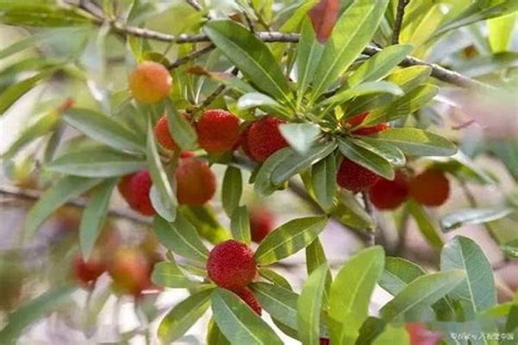 雪桃高产种植技术 病虫害防治要注意什么