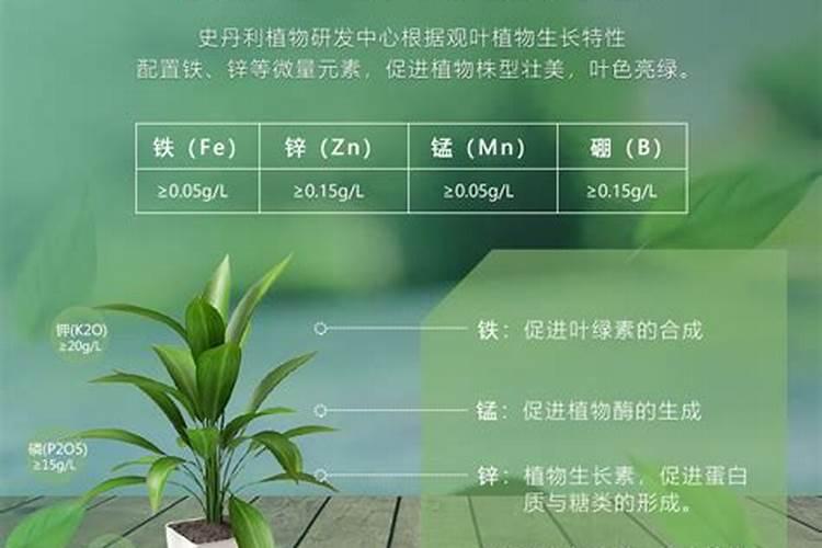 幸福树如何养护株型圆润饱满