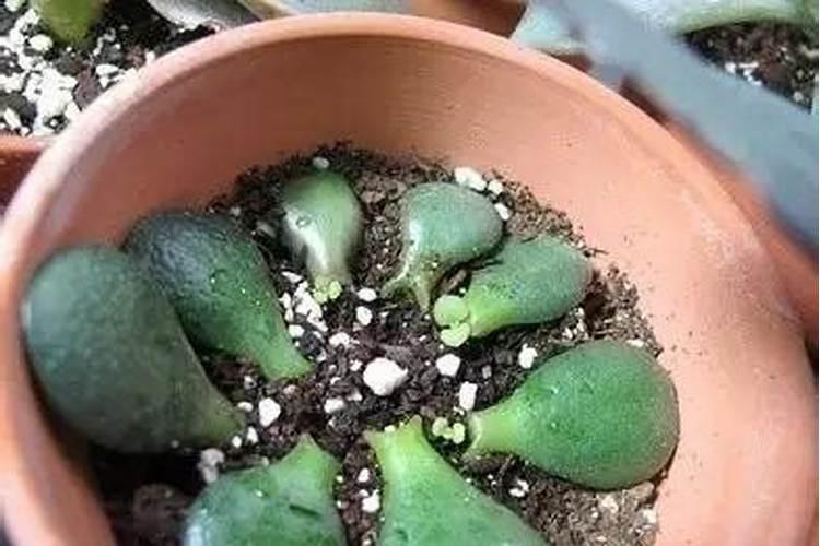 钾肥有哪些种类 钾肥的功效和使用方法