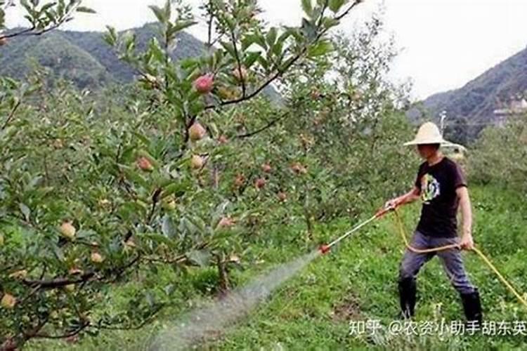 什么水溶肥能促进根系发达？果树如何育苗快速生根？