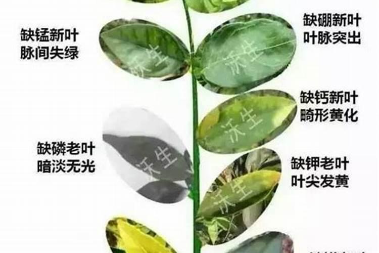 矿物元素缺乏对植物危害大,一张图教你判断作物缺什么元素