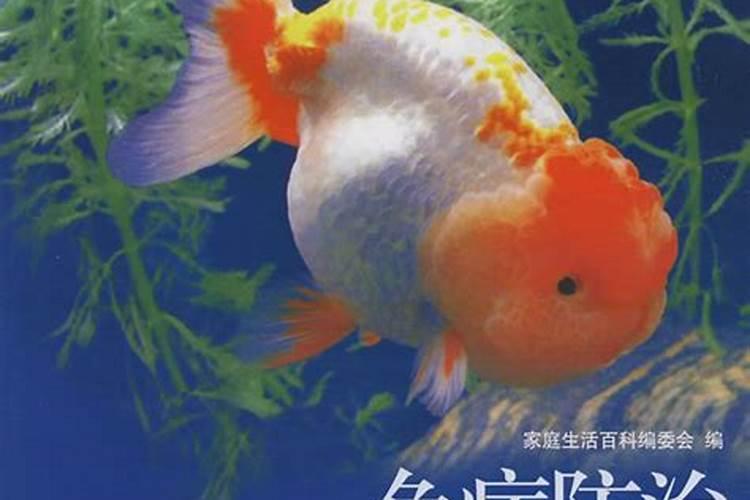什么是鱼蛋白肥料,鱼蛋白肥料作用及使用方法
