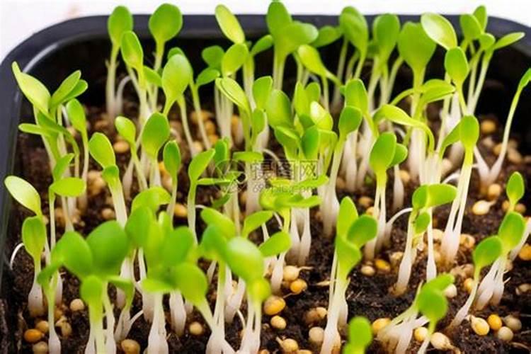 黄豆最后一遍叶面肥什么时候打？