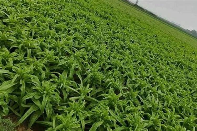 莴笋施肥技术 莴笋怎么施肥能高产