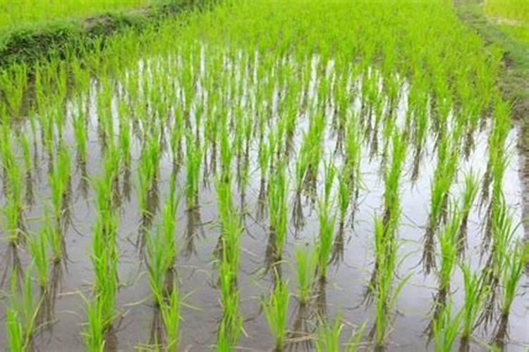 水稻栽完多久施肥