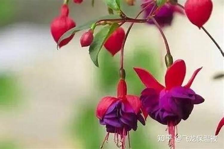 灯笼花施什么肥好