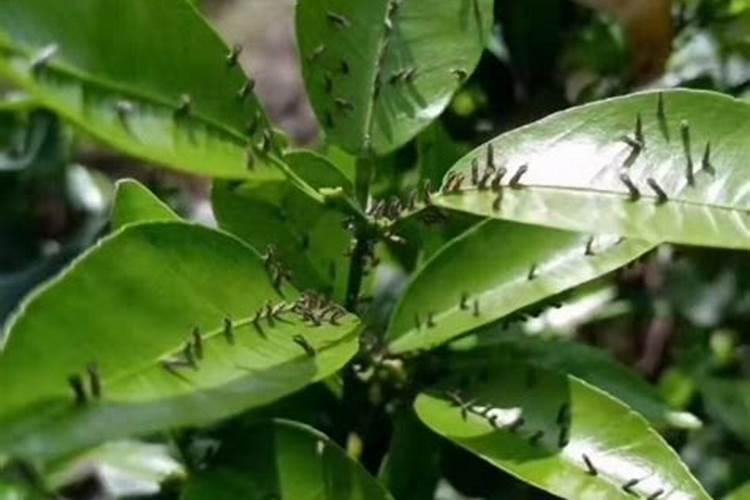 钙美磷肥可以给花生,辣椒施肥吗