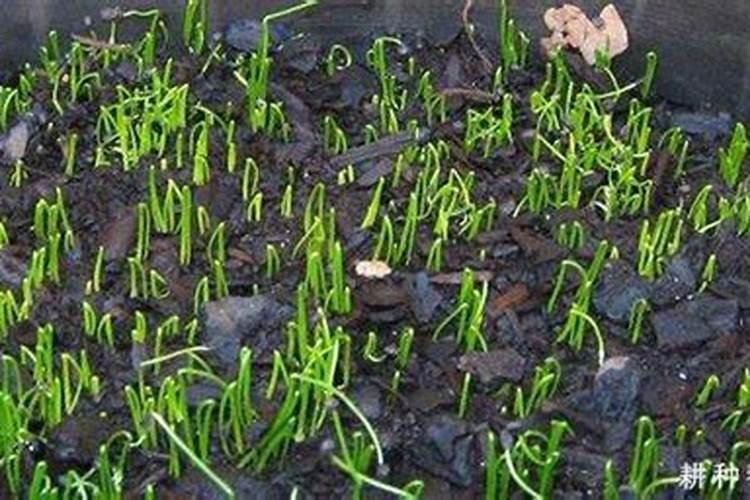 韭菜用什么肥料