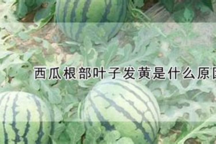 水稻什么时候施送嫁肥