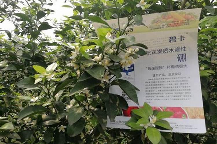 杏树喷施硼肥最佳时间？