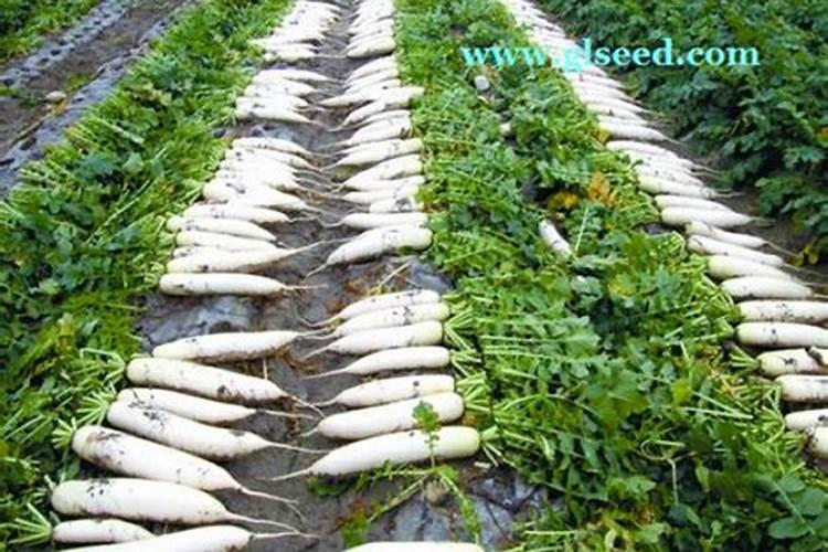 白萝卜高产种植技巧有哪些