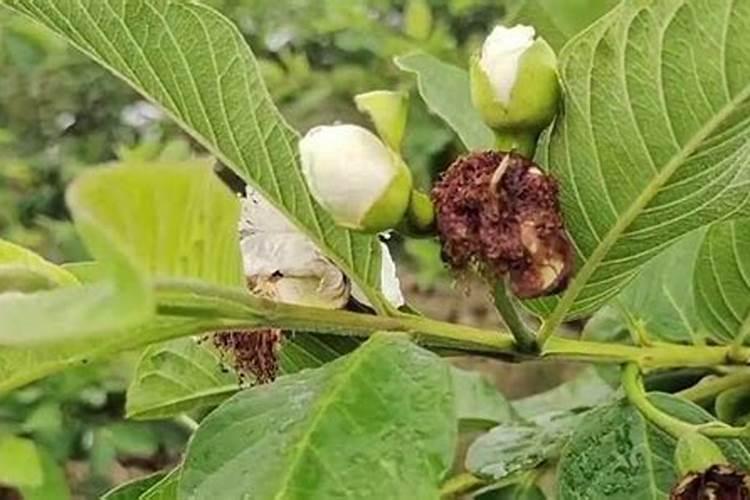 海兔子是什么(海兔是什么)