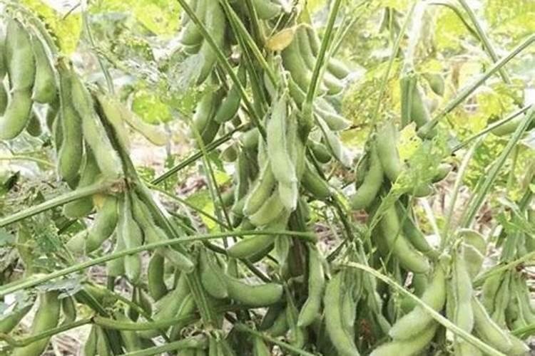 铵态氮肥不能与什么混合使用