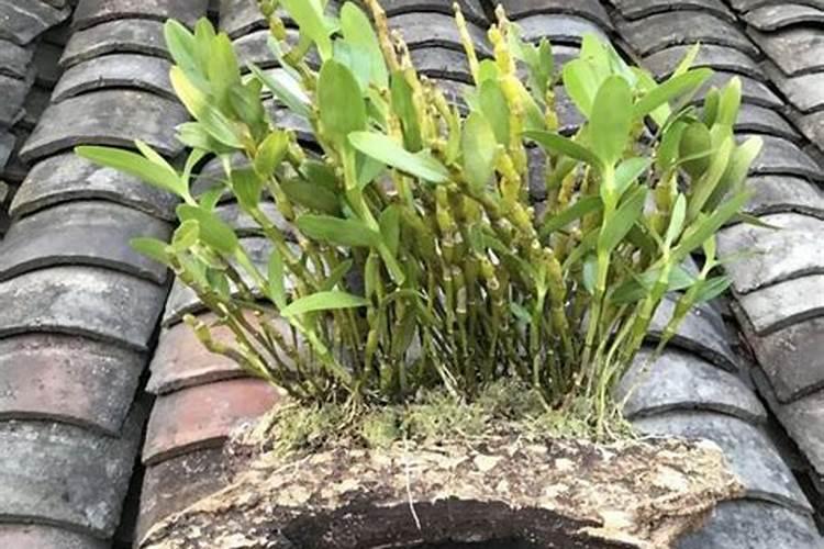 铁皮石斛怎么种植