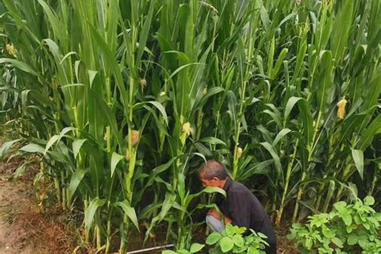 玉米灌浆期需要打什么药