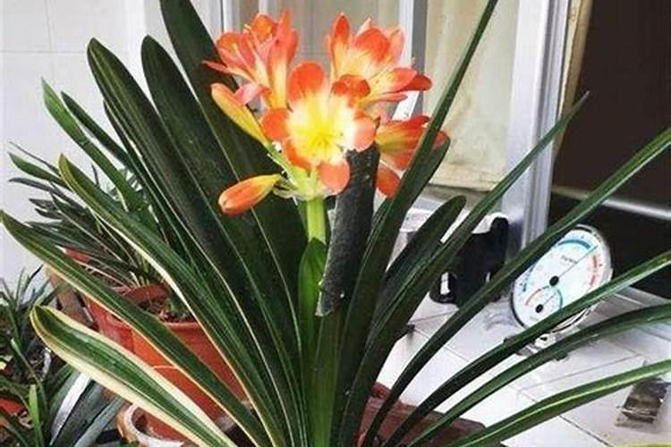 芒果什么时候施肥最好