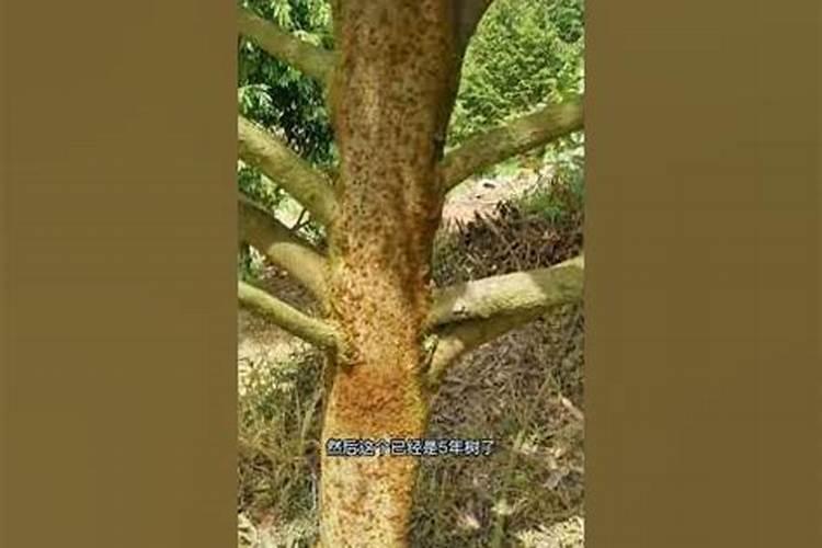 花卉叶面肥多久喷一次比较好 叶面肥打多了有害吗